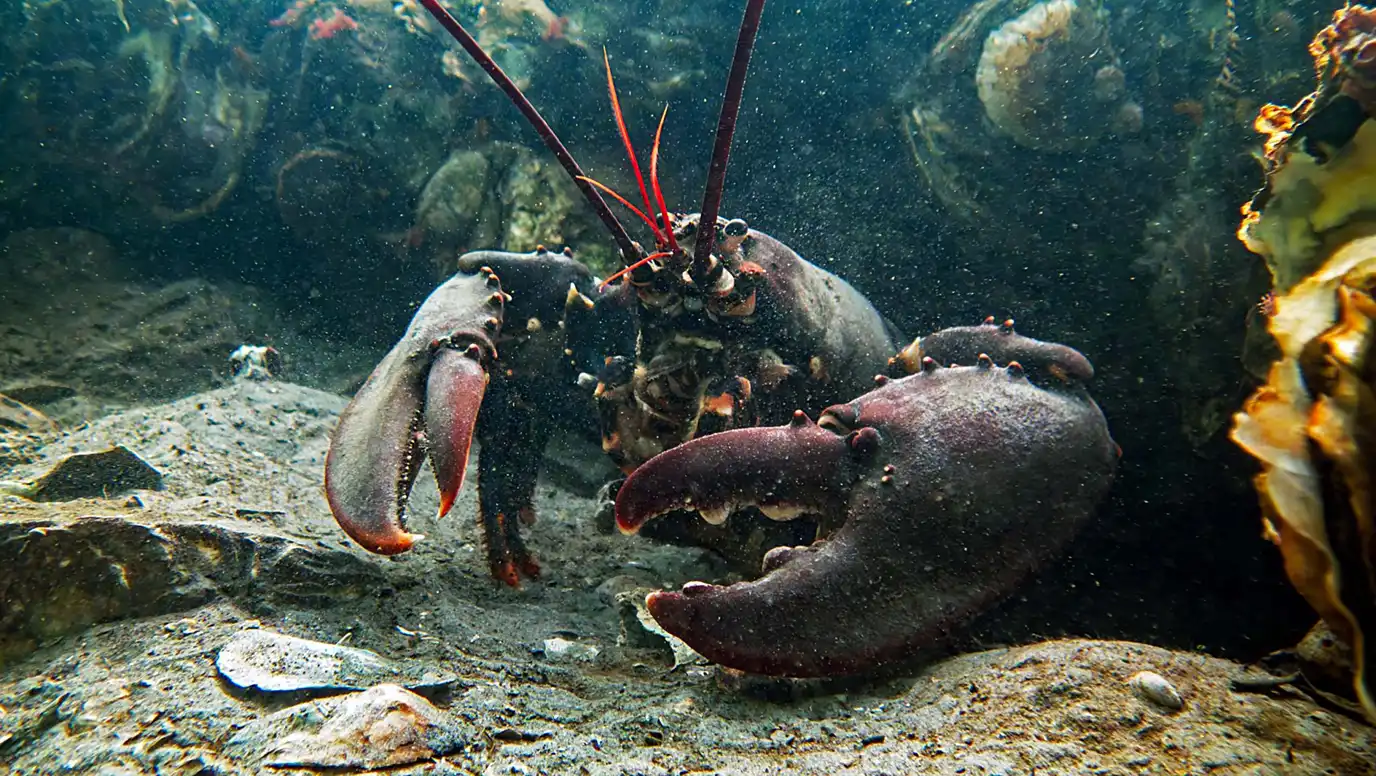 Zeeuwse kreeft met grote scharen komt uit een hol gekropen