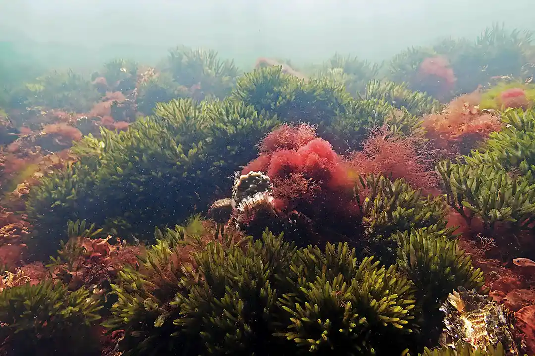 Onderwaterlandschap bij Dreischor Frans Kokrif met diverse rode en groene wieren