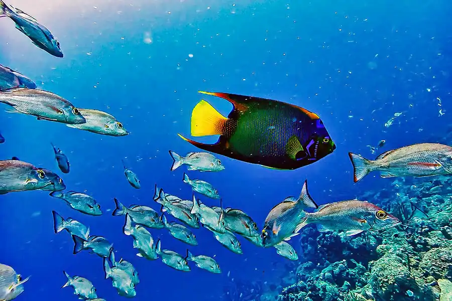 Amphibius op Bonaire 2025